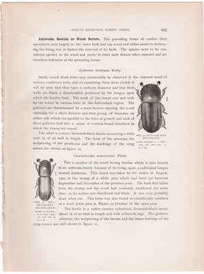 AMBROSIA BEETLES OR WOOD BORERS / WHITE ANTS